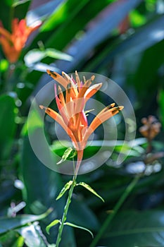 Heliconia flower in the garden.