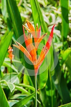 Heliconia flower with green leaf.