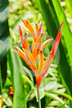 Heliconia flower with green leaf.