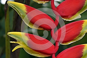 Heliconia flower, Heliconia rostrata, on tropical garden