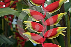 Heliconia flower, Heliconia rostrata, on tropical garden