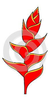 Heliconia Flower Lobster Claw illustration vector