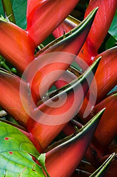 Heliconia flowers