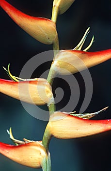 Heliconia Flowers