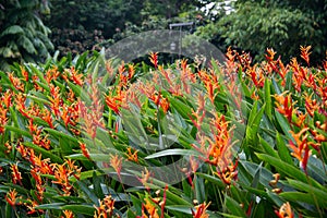 Heliconia flowers in the garden