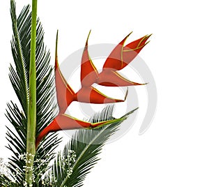 Heliconia flowers and palm leaf