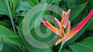 Heliconia Golden and red torch photo