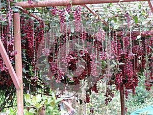 Heliconia growing in Rose Garden in Munnar, Kerala, India