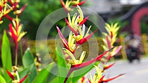 Heliconia (Heliconiaceae, lobster-claws, toucan beak, wild plantains, false bird of paradise) with natural background