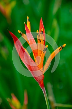 Heliconia hirsuta flowers are so beautiful planted in the garden