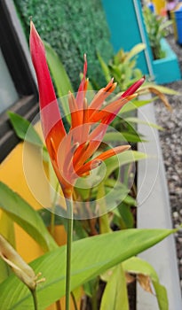 Heliconia hirsuta, an ornamental plant that grows in gardens