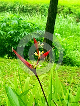 Heliconia latispatha & x27;Distans& x27; - Spiralling bracts on tall flower spikes.