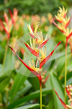 Heliconia latispatha