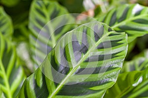 Heliconia leaves photo