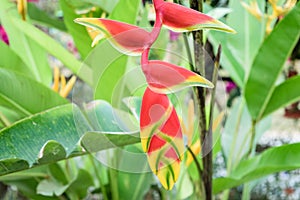 Heliconia lobster claw