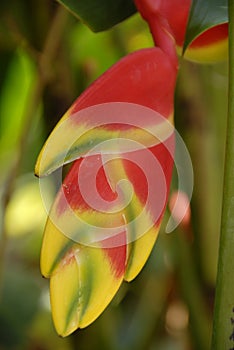 Heliconia Lobster-claw orange yellow Flower Bloomi