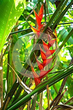 Heliconia metallica plant