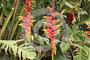 a Heliconia in the middle of the forest