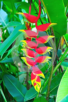 Heliconia Pendula, Costa Rica