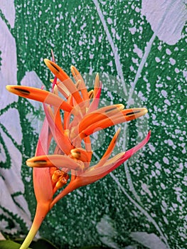 Heliconia psittacorum