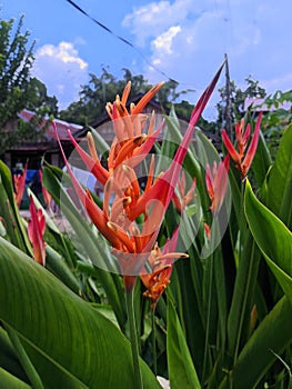 Heliconia psittacorum