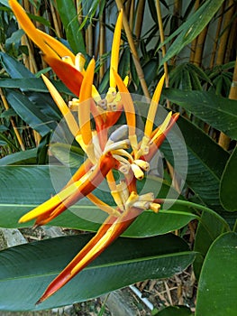 Heliconia Psittacorum Absorbs Carbon Monoxide Pollutants