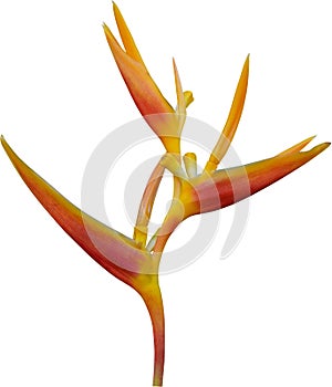 Heliconia psittacorum flower isolate on white background