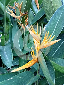 Heliconia psittacorum flower plants