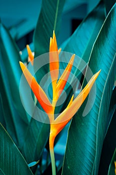 Heliconia psittacorum or Golden Torch flowers with green leaves