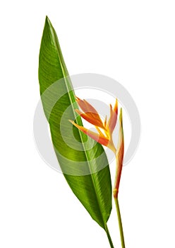 Heliconia psittacorum Golden Torch flowers with leaves, Tropical flowers isolated on white background, with clipping path