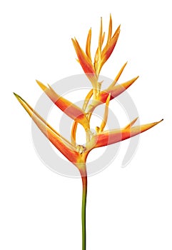 Heliconia psittacorum Golden Torch flowers, Tropical flowers isolated on white background