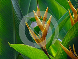 Heliconia psittacorum or Heliconia Golden Torch or False Bird of Paradise Flower with water droplets.