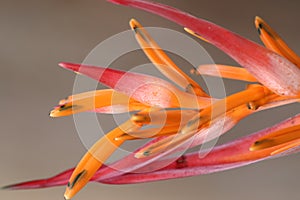 Heliconia psittacorum in Steve Irwin wildlife zoo in Brisbane in Australia. photo