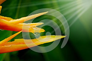 HELICONIA PSITTACORUM or yellow bird of paradise flower and some water drop in tropical area green garden after rain background