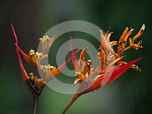 Heliconia in rain