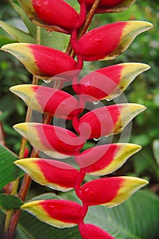 Heliconia with Rain Drops photo