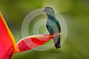 Heliconia red flower with green hummingbird, La Paz Waterfall Garden, Volcan Poas NP in Costa Rica. Green-crowned Brilliant,