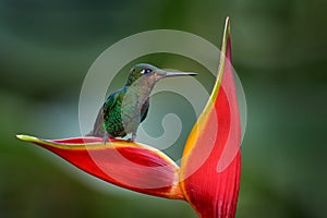 Heliconia red flower with green hummingbird, La Paz Waterfall Garden, Volcan Poas NP in Costa Rica. Green-crowned Brilliant,