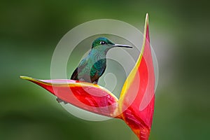 Heliconia red flower with green hummingbird, La Paz Waterfall Garden, Volcan Poas NP in Costa Rica. Green-crowned Brilliant,