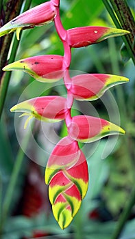 Heliconia rostrata