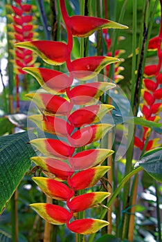 Heliconia rostrata