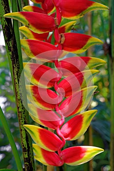 Heliconia rostrata