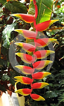 Heliconia rostrata