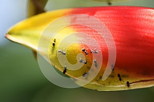 Heliconia rostrata.