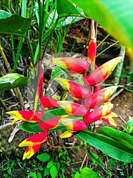 Heliconia rostrata,