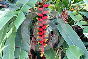 Heliconia rostrata also known as hanging lobster claw