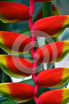 Heliconia rostrata also known as hanging lobster claw or false bird of paradise