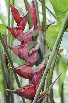 Heliconia rostrata also known as the hanging lobster claw or false bird of paradise