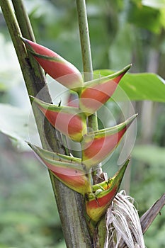 Heliconia rostrata also known as the hanging lobster claw or false bird of paradise