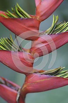 Heliconia rostrata also known as the hanging lobster claw or false bird of paradise